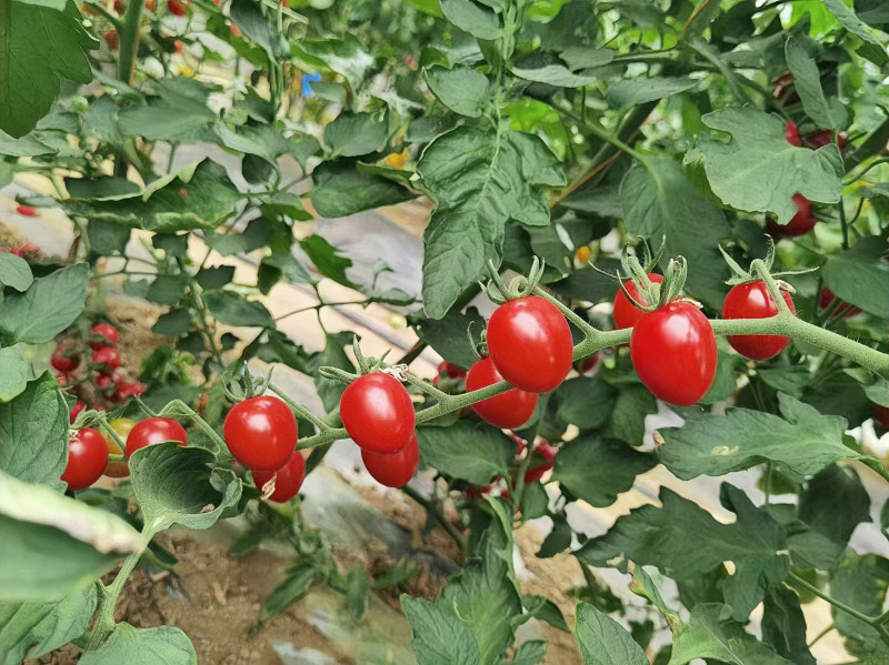 红珠302樱桃番茄种子抗TY金苗红色小圣女果种子
