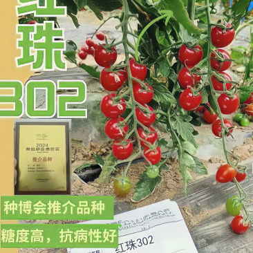 红珠302樱桃番茄种子抗TY金苗红色小圣女果种子
