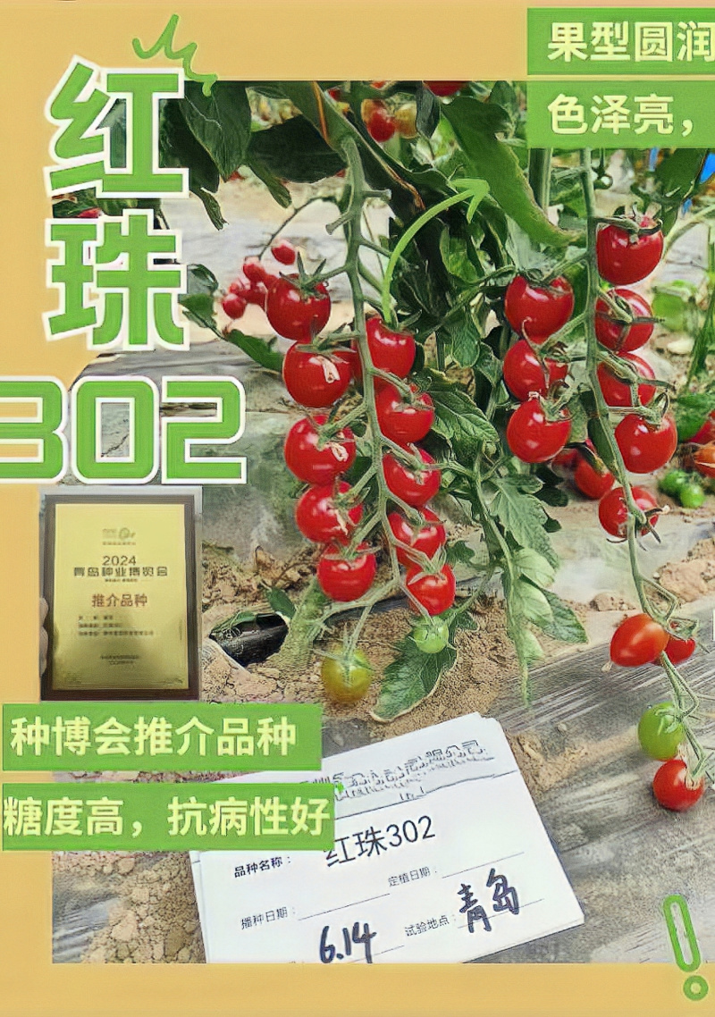 红珠302樱桃番茄种子抗TY金苗红色小圣女果种子