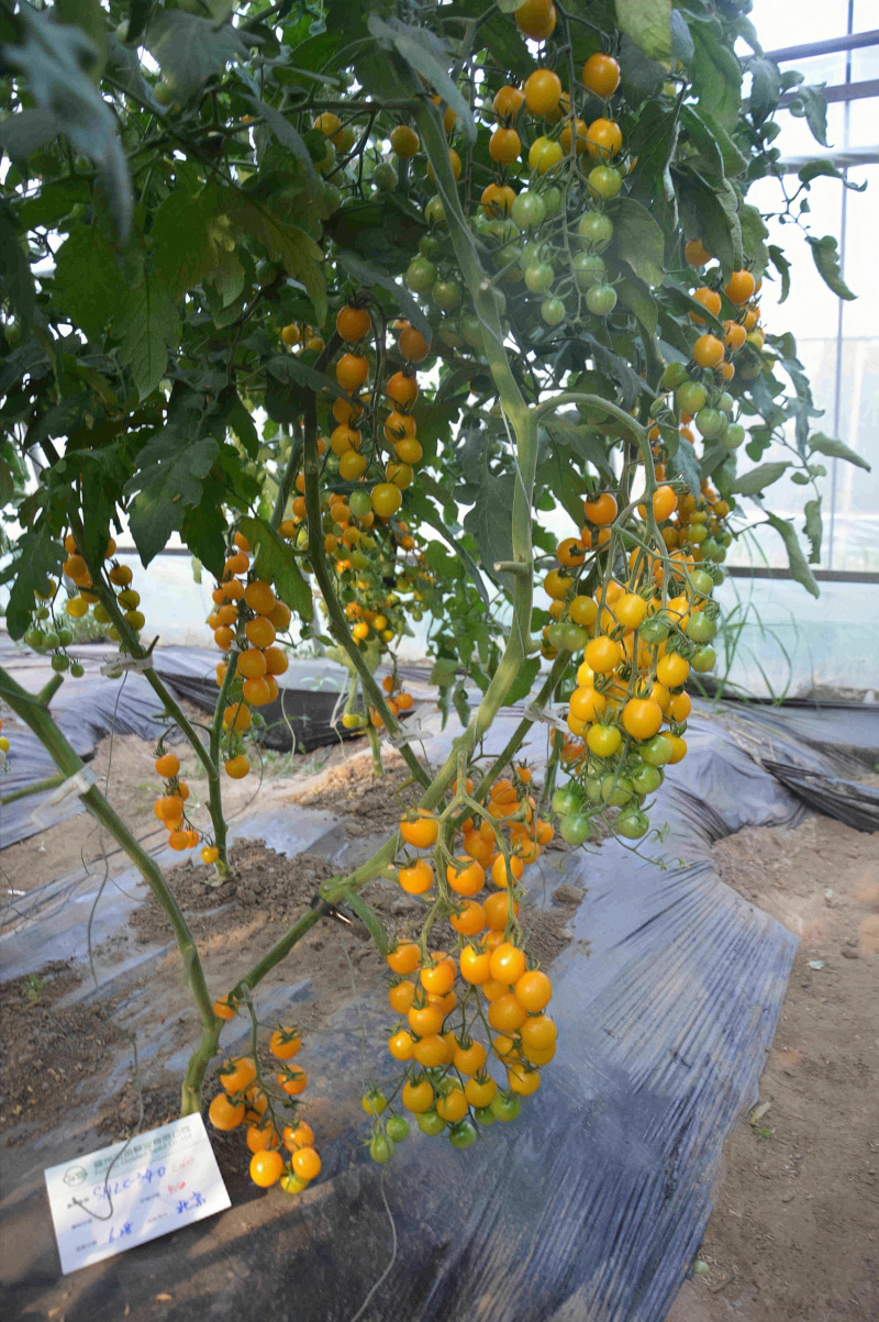 金珠261番茄种子樱桃番茄种子1000粒