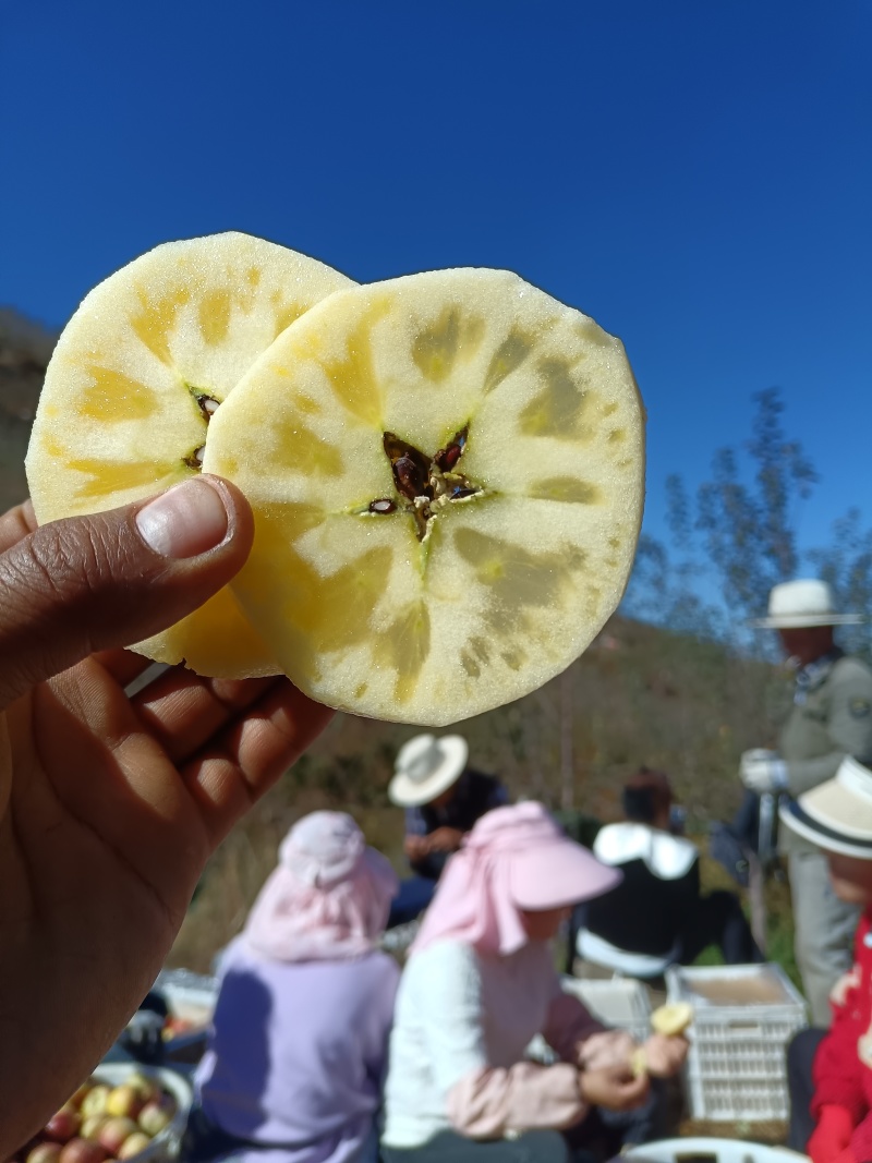 四川凉山盐源县糖心苹果，新鲜现摘，产地现货直发，品质保证