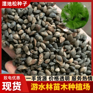 湿地松种子发芽率高大颗粒运费自理欢迎进店全国发货