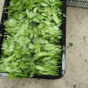 推荐豌豆尖遵义豌豆苗贵州豌豆尖批发价格实惠基地现摘现发