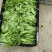 推荐豌豆尖遵义豌豆苗贵州豌豆尖批发价格实惠基地现摘现发