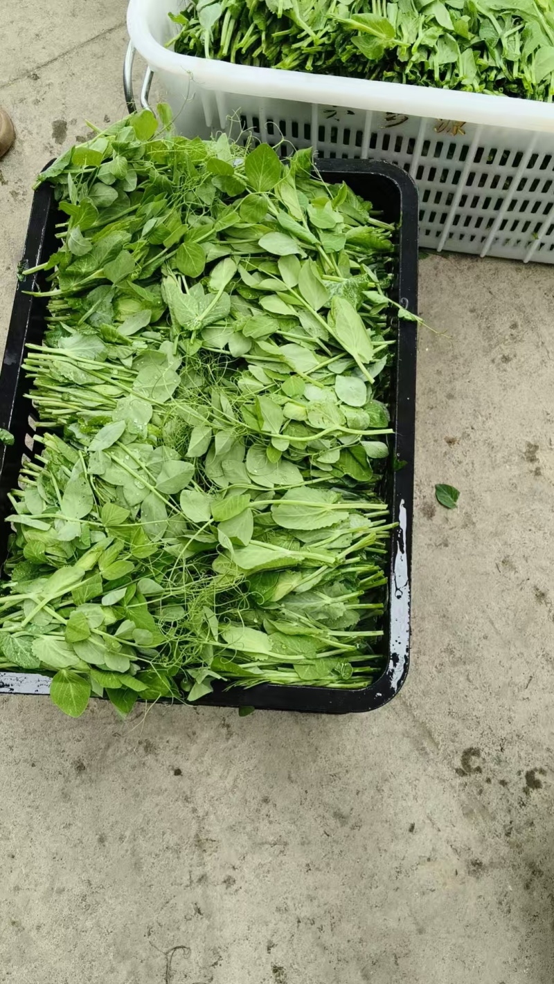 推荐豌豆尖遵义豌豆苗贵州豌豆尖批发价格实惠基地现摘现发