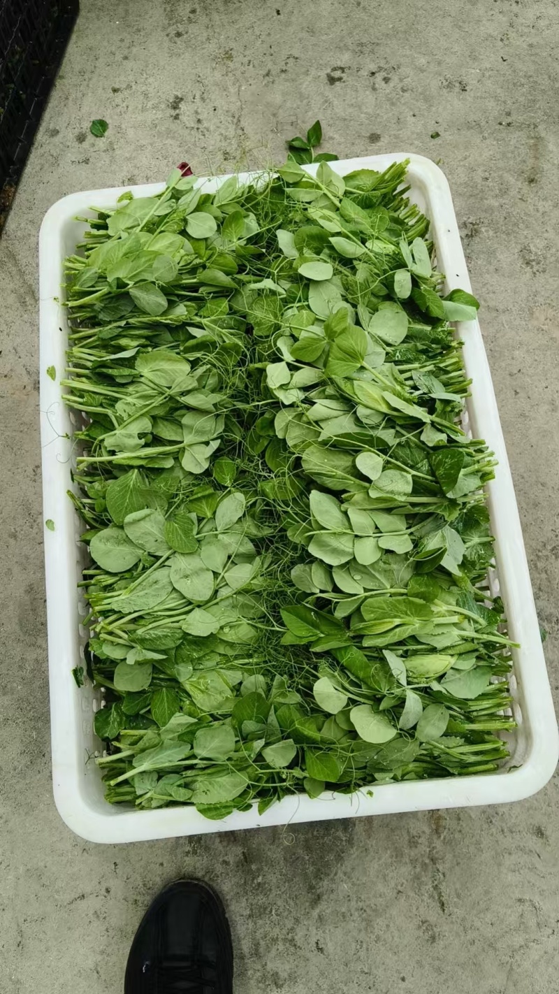 推荐豌豆尖遵义豌豆苗贵州豌豆尖批发价格实惠基地现摘现发