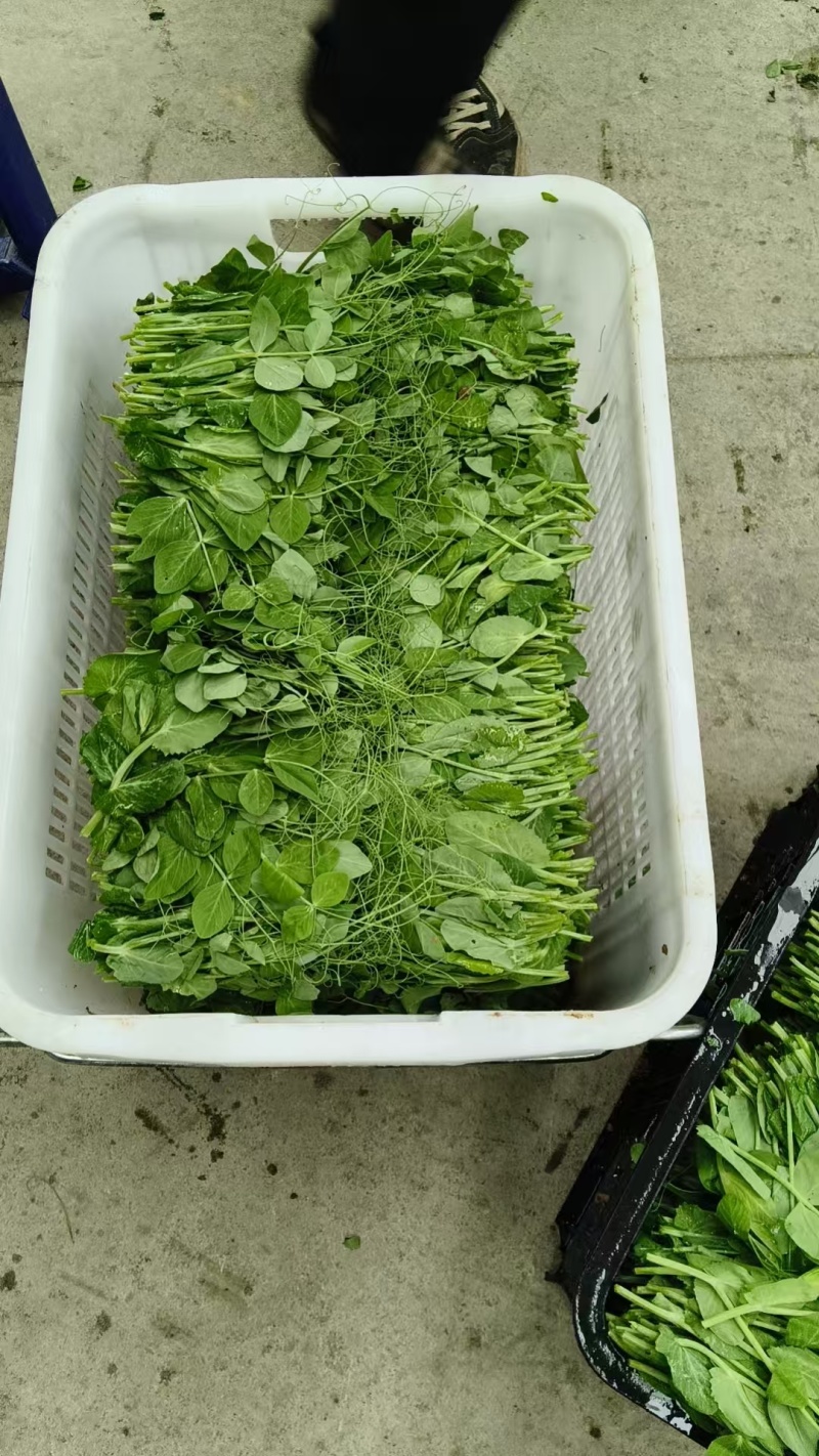 推荐豌豆尖遵义豌豆苗贵州豌豆尖批发价格实惠基地现摘现发