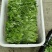 热卖豌豆尖豌豆苗贵州遵义豌豆尖基地现摘现发价格实惠按需包装