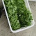 热卖豌豆尖豌豆苗贵州遵义豌豆尖基地现摘现发价格实惠按需包装