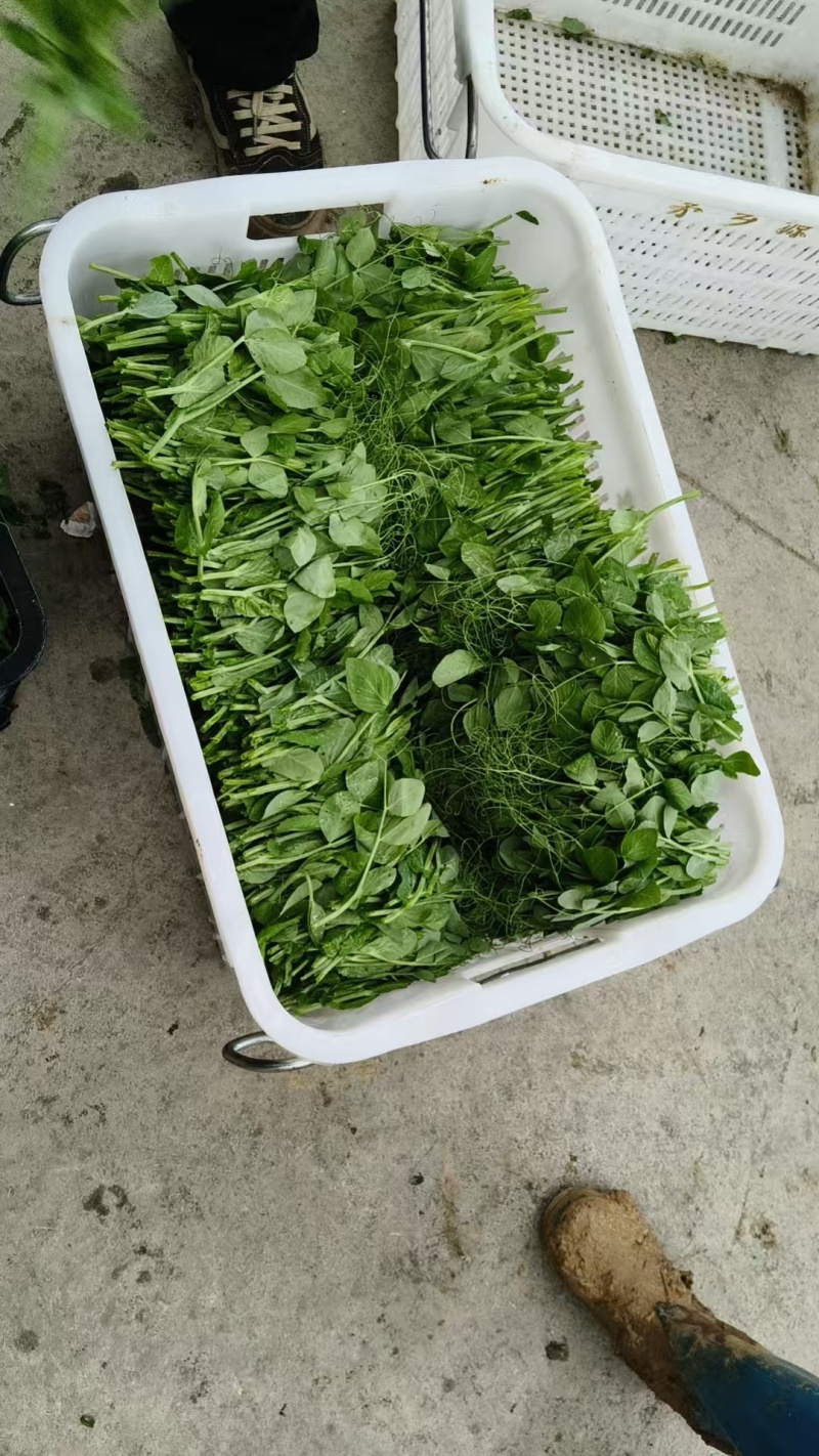 热卖豌豆尖豌豆苗贵州遵义豌豆尖基地现摘现发价格实惠按需包装