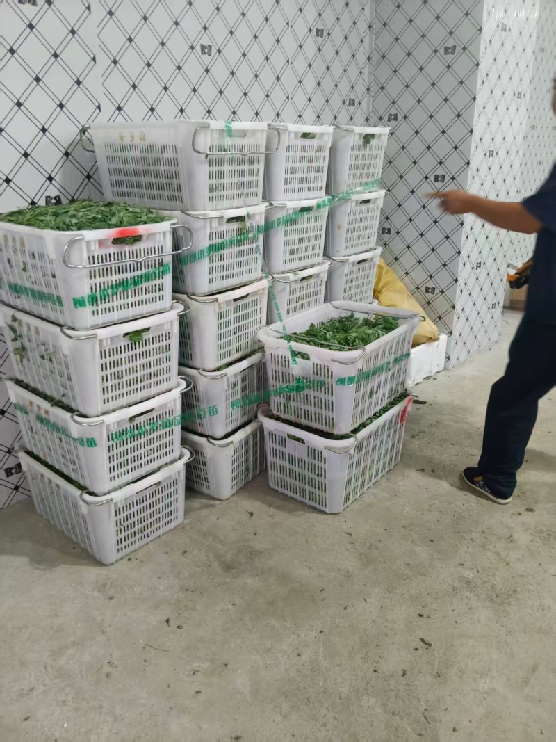 热卖豌豆尖豌豆苗贵州遵义豌豆尖基地现摘现发价格实惠按需包装
