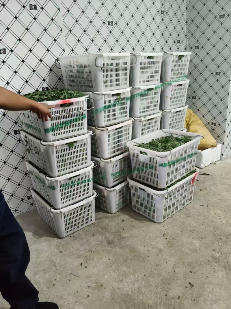 热卖豌豆尖豌豆苗贵州遵义豌豆尖基地现摘现发价格实惠按需包装