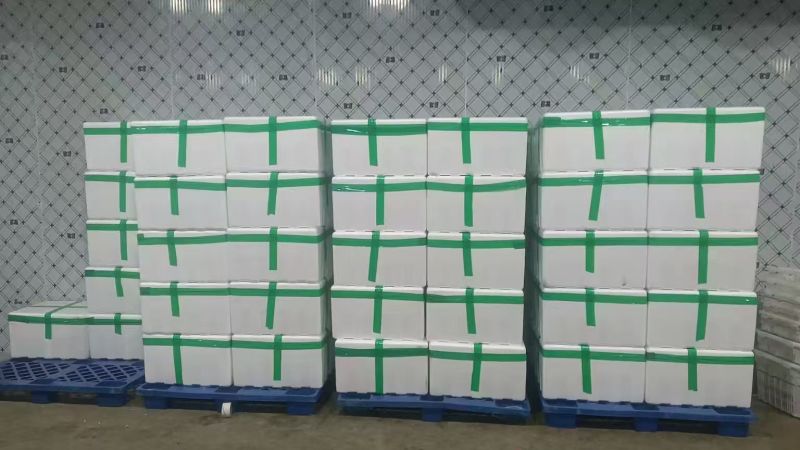 热卖豌豆尖豌豆苗贵州遵义豌豆尖基地现摘现发价格实惠按需包装