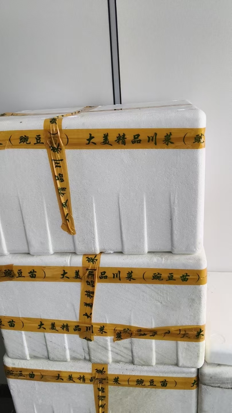热卖豌豆尖豌豆苗贵州遵义豌豆尖基地现摘现发价格实惠按需包装