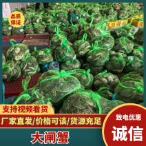 【实力】大闸蟹螃蟹河蟹一件代发顺丰包邮产地直供质量保证