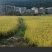 宜香优2115100吨稻谷保质保量价钱实惠