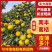 南丰蜜橘柑桔广西蜜橘现摘现发品质保障品种齐全