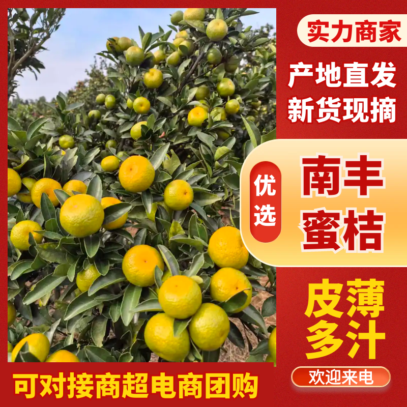 南丰蜜橘柑桔广西蜜橘现摘现发品质保障品种齐全