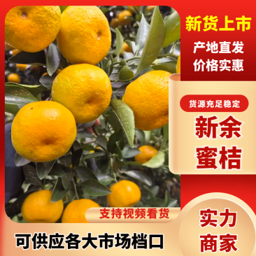 新余蜜桔本地早蜜橘产地直发提供洗果打蜡一条龙服务