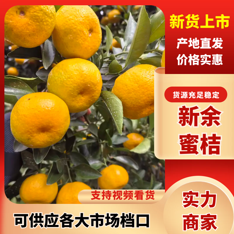 新余蜜桔本地早蜜橘产地直发提供洗果打蜡一条龙服务