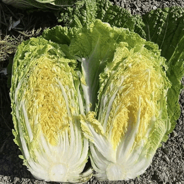 精品大棚春季白菜，大量供应，保质保量，欢迎选购量大从优