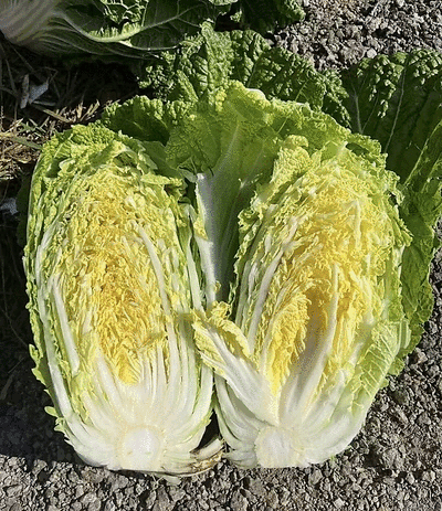 精品大棚春季白菜，大量供应，保质保量，欢迎选购量大从优