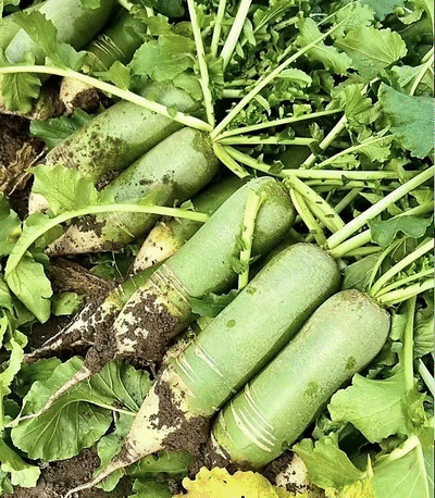 精品白萝卜量大从优，质量保证价格优惠，产地直发诚信经营