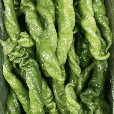 精品螺丝椒，各种辣椒大量供应，产地直发，诚信经营物美价廉