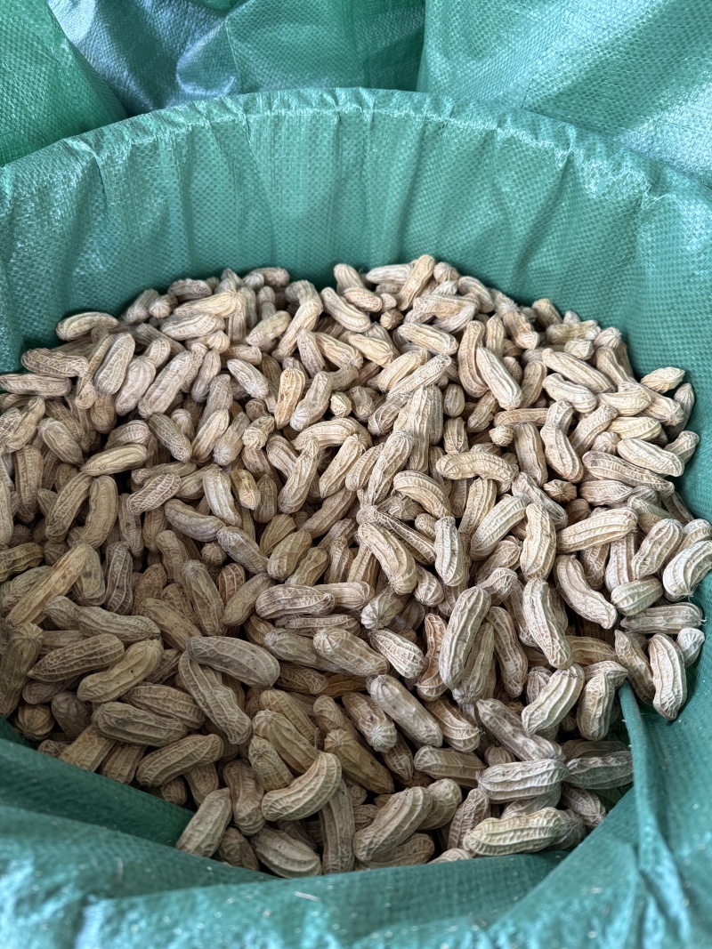 黑花生带壳干果品质保证服务周到一手货源