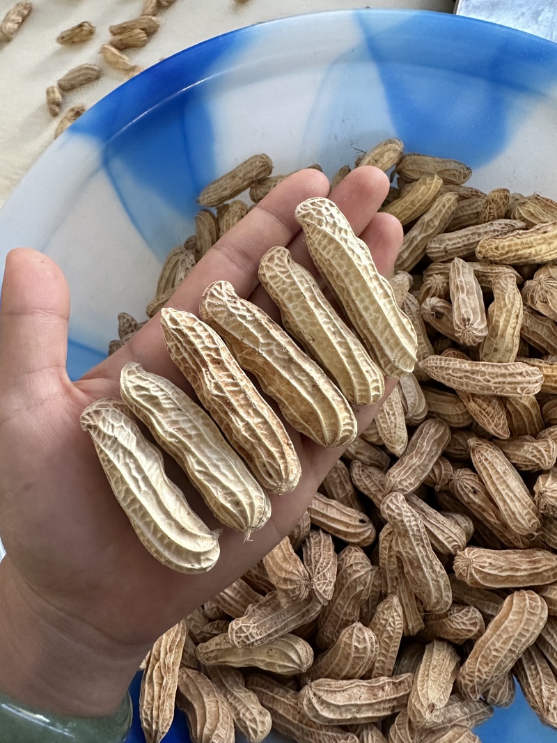 黑花生带壳干果品质保证服务周到一手货源
