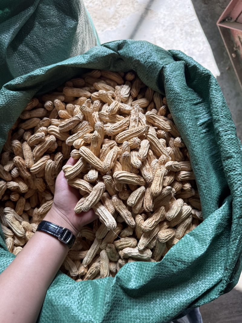七彩花生带壳干果品质保证价格美丽欢迎联系