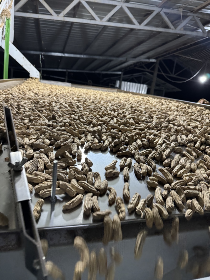 七彩花生带壳干果品质保证价格美丽欢迎联系