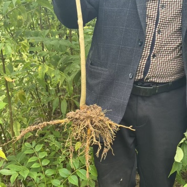 黄柏苗，中药材经济苗木，植树造林苗木，一手货源