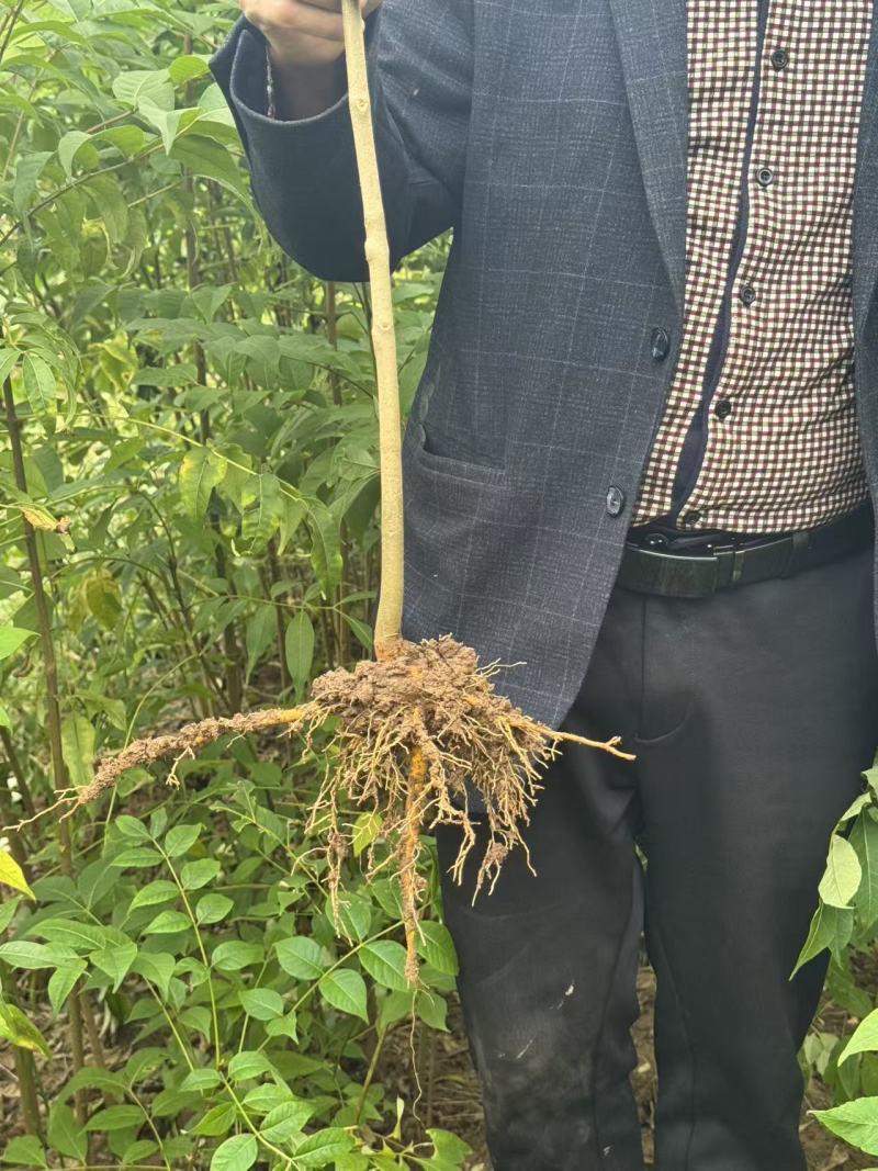 黄柏苗，中药材经济苗木，植树造林苗木，一手货源