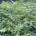 黄柏苗，中药材经济苗木，植树造林苗木，一手货源