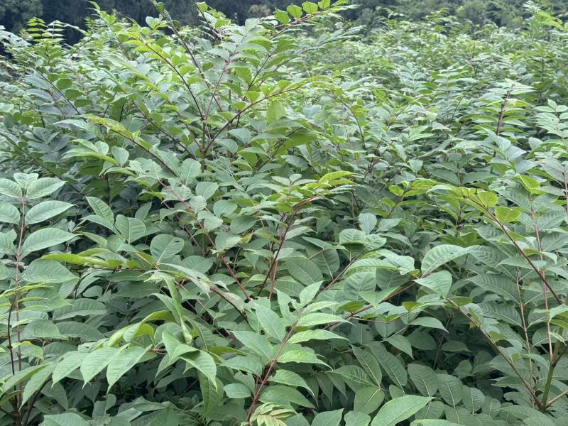 黄柏苗，中药材经济苗木，植树造林苗木，一手货源