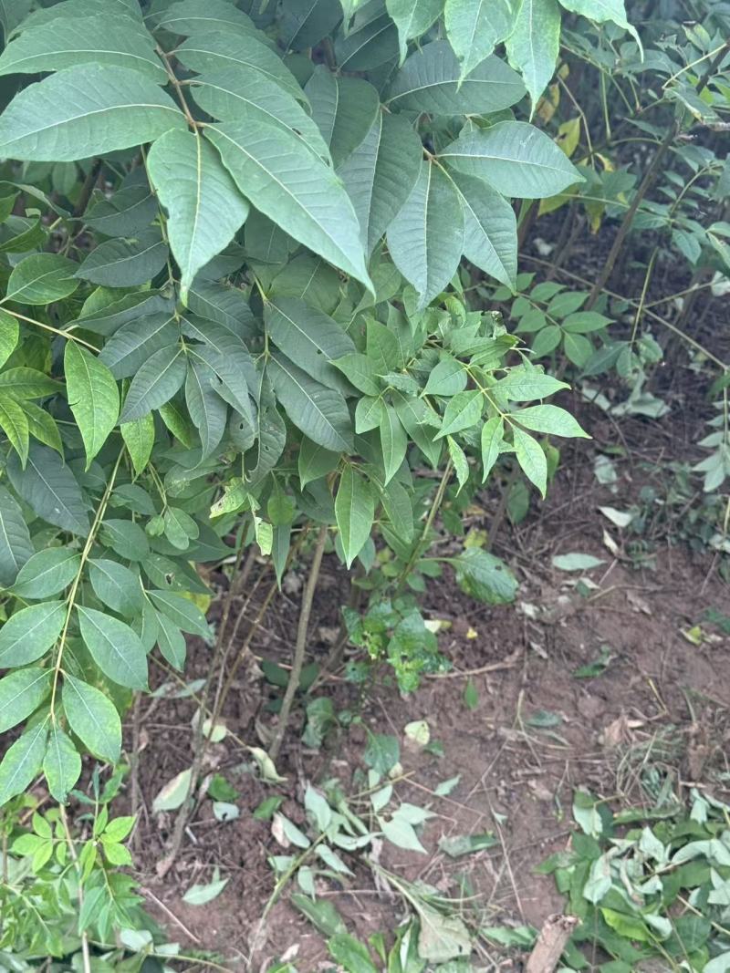 黄柏苗，中药材经济苗木，植树造林苗木，一手货源