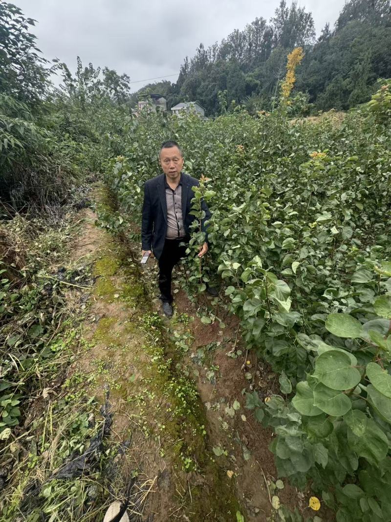 杏树苗嫁接苗，金太阳杏树苗，凯特杏树苗，水果树苗