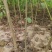 【基地发货】苍溪核桃苗一手货源品种保证规格齐全包成活