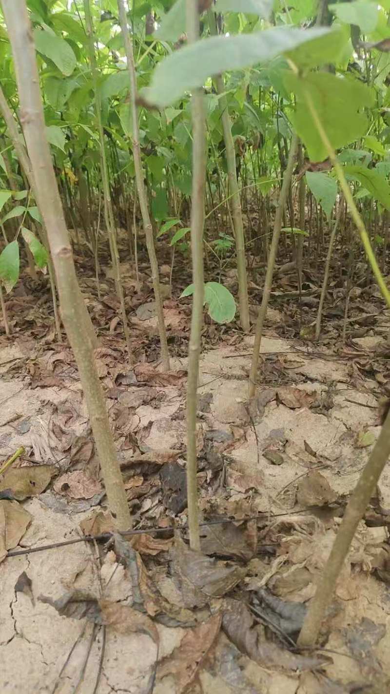 【基地发货】苍溪核桃苗一手货源品种保证规格齐全包成活