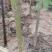 【基地发货】苍溪核桃苗一手货源品种保证规格齐全包成活