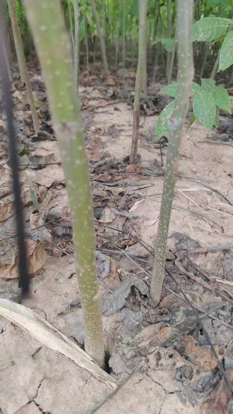 【基地发货】苍溪核桃苗一手货源品种保证规格齐全包成活