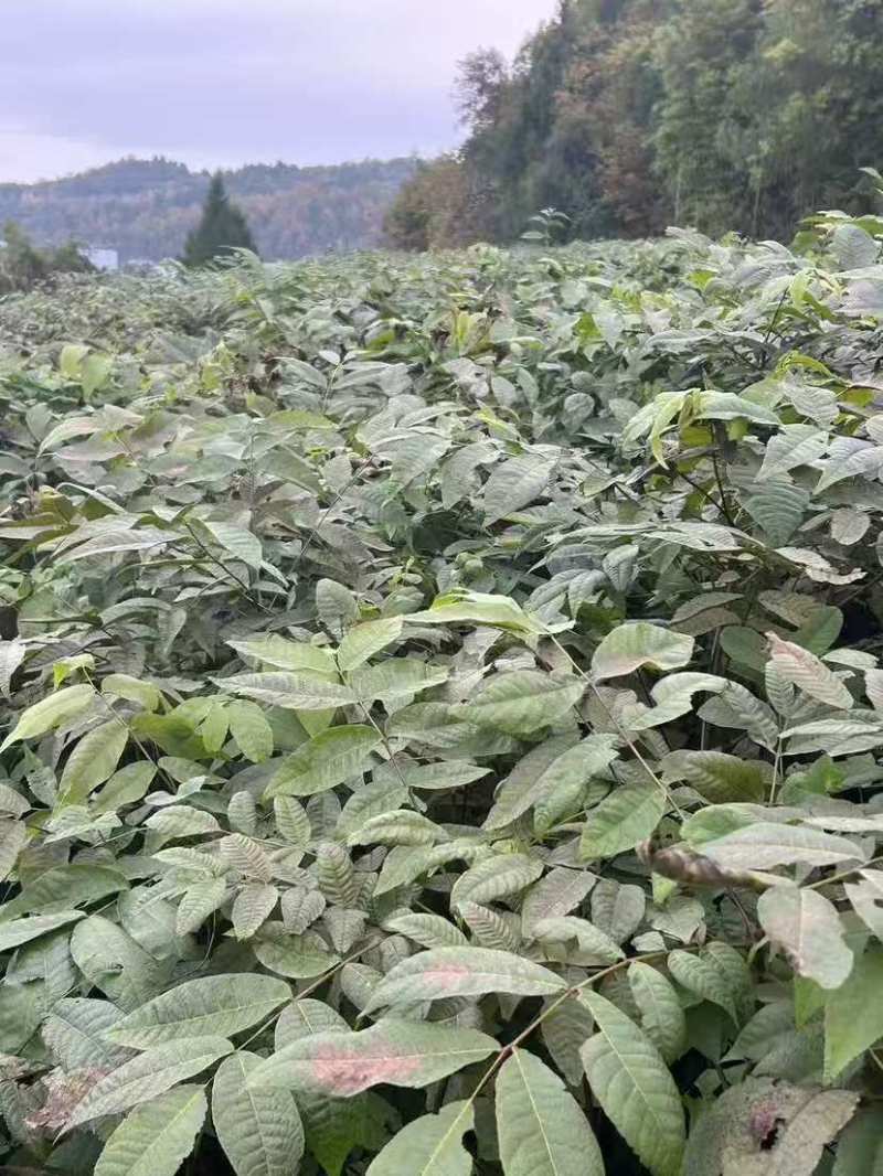 【基地发货】苍溪核桃苗一手货源品种保证规格齐全包成活