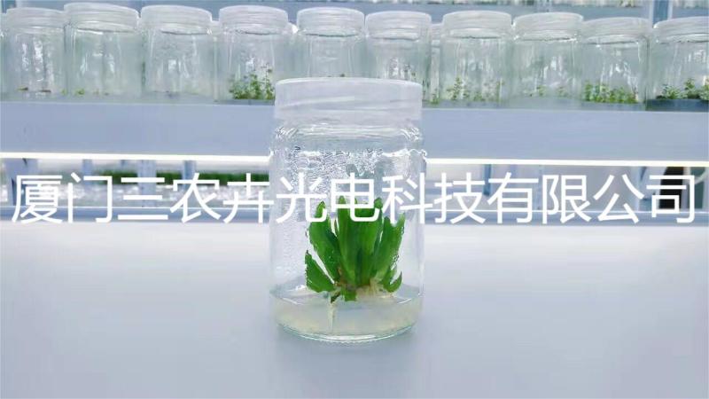 60cm-多肉上色防徒补光灯