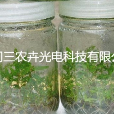 60cm-桉树组培灯