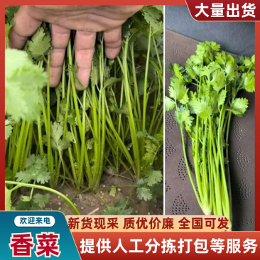 【精品香菜】产地直发，货源充足，价格优惠，欢迎来电咨询