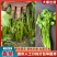 【精品香菜】产地直发，货源充足，价格优惠，欢迎来电咨询
