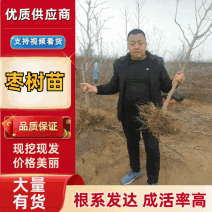 【推荐老店】沾化冬枣苗新品种蟠枣树苗保成活包挂果