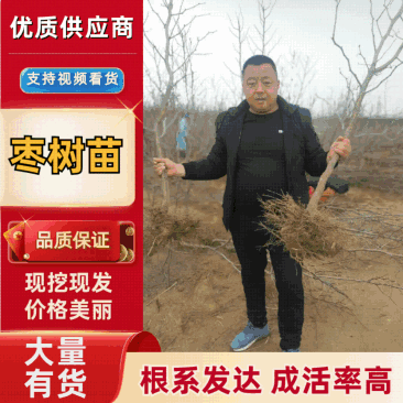 【推荐老店】沾化冬枣苗新品种蟠枣树苗保成活包挂果