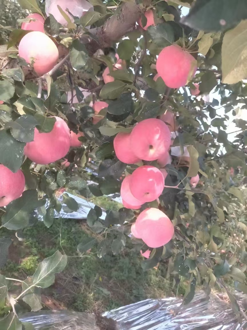 苹果、红富士苹果大量有货，口感甜脆，量大价格从优